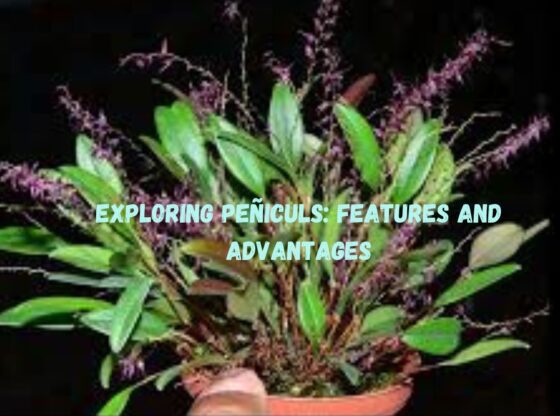 Exploring Peñiculs: Features and Advantages