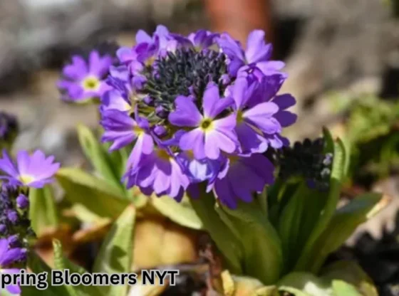 early spring bloomers nyt