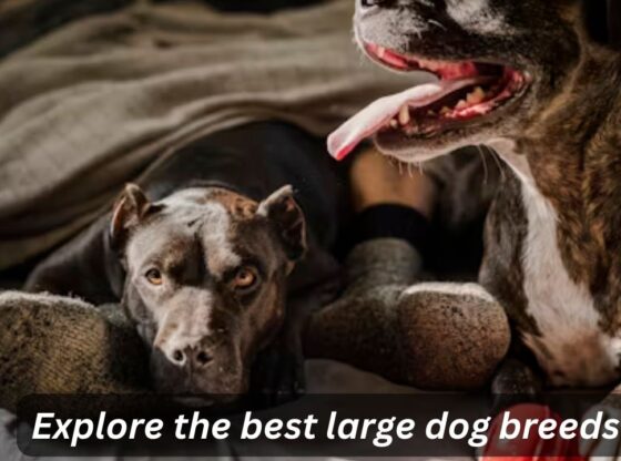 httpsrazasdeperros.netgrandes Explore the best large dog breeds