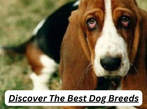 httpsrazasdeperros.netmedianos Discover The Best Dog Breeds